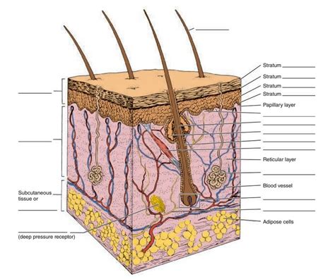 Skin Structures Diagram Quizlet