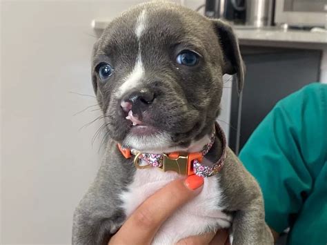 Can A Puppy Survive With A Cleft Lip