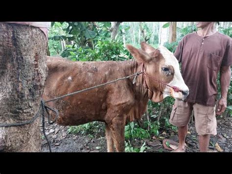 PENANGANAN PENYAKIT LATO LATO ATAU LUMPY SKIN DISEASE LSD PADA SAPI