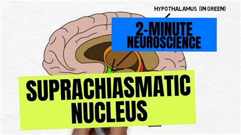 2-Minute Neuroscience: Suprachiasmatic Nucleus - YouTube