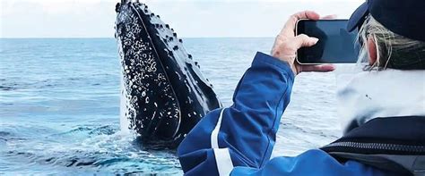 Explore the Wonders of Whale Watching Tours