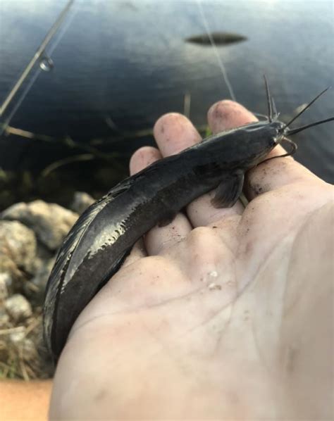 Catfish Walking Nchull Roughfish