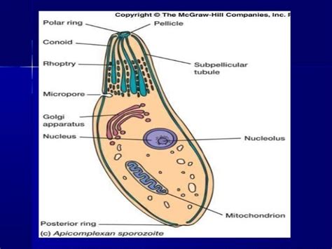 6 malaria, toxoplasmosis