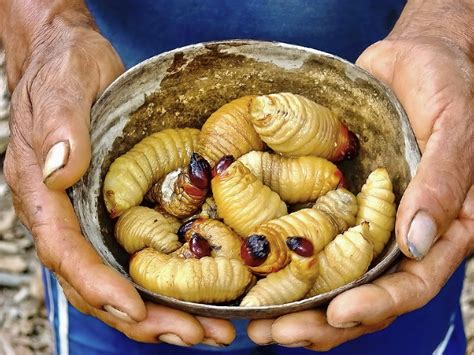 Titan Beetle Larvae