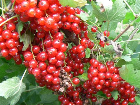 Groseillier Rouge Rovada Bio Les Jardins Dollivier