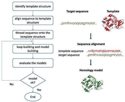 Flow Chart Of Structural Based Computer Aided Drug Design Homology