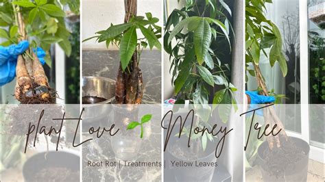 Money Tree 🌱 Root Rot Treatment Underwatering And Overwatering Issues