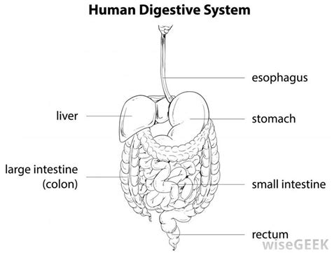 What Is Hepatic Flexure With Pictures Digestive System Worksheet