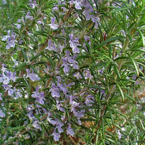 Seminte De Rosemary Rozmarin Rosmarinus Officinalis