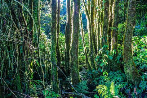 Banco de imagens : vegetação, árvore, natureza, ambiente natural ...
