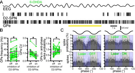 Optogenetic Inhibition Of D2 SPNs Reduced Anti Phasic GPe Activity In