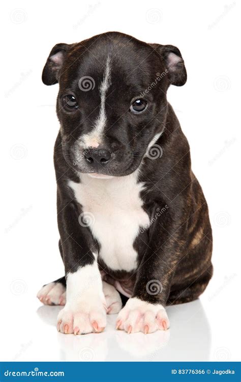 Amstaff Puppy Stock Photo Image Of Black Staff Pedigreed 83776366