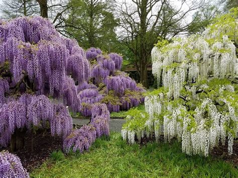 These Wisteria Are Beautiful At Longwood Gardens Rgardening