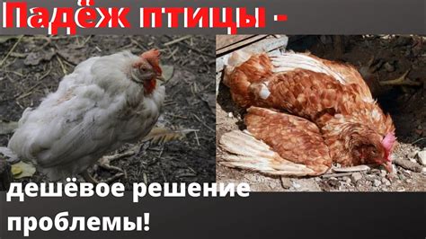 Почему Дохнут куры? Болезни кур несушек и их лечение народными ...