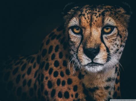 Cheetah 4K Wallpapers Top Free Cheetah 4K Backgrounds WallpaperAccess