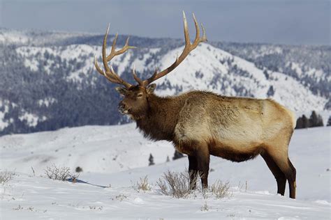 Rocky Mountain Bull Elk 14 Photograph By Ken Archer Fine Art America