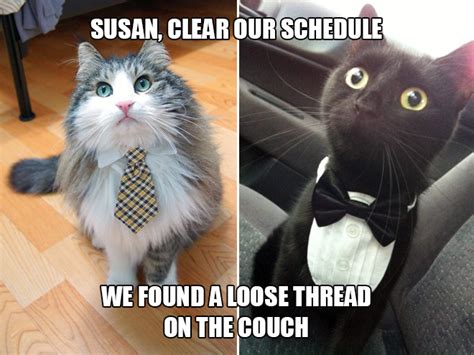 If Your Boss Was a Cat…