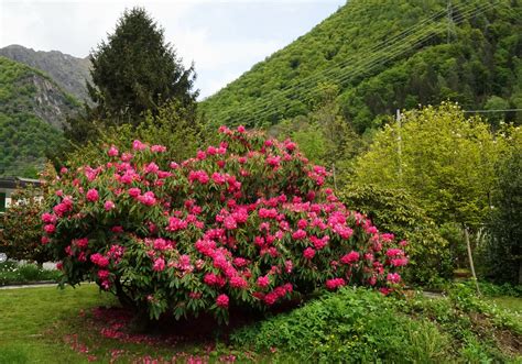 Rhododendrum de montagne dans la vallée Soana Ronco Can Flickr