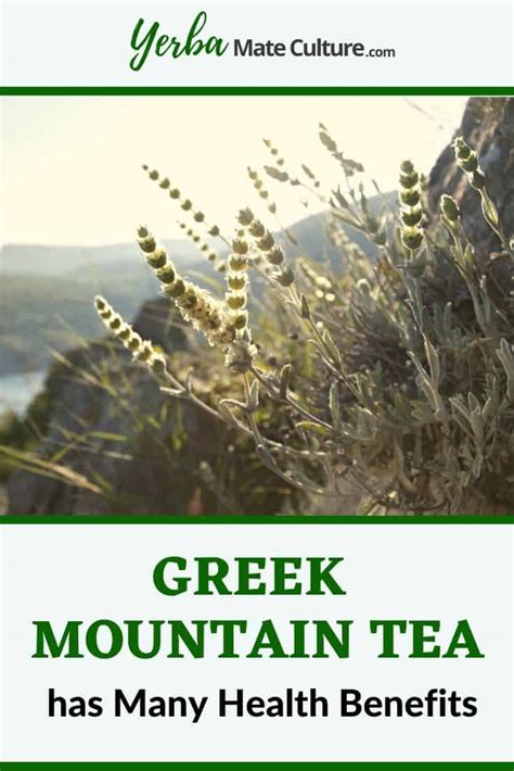 Greek Mountain Tea - Sideritis Health Benefits & Side Effects