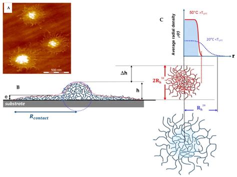 Polymers Free Full Text Stimuli Responsive Microgels And Microgel