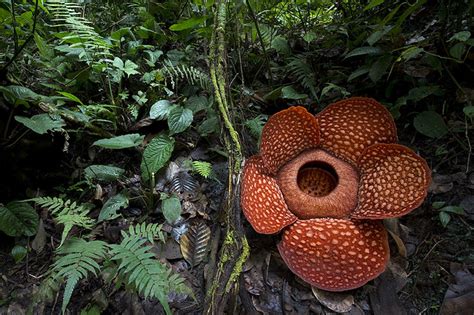 Rafflesia Arnoldii Sumatra Arddu Flickr