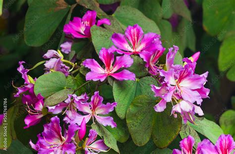 Pink Bauhinia Flowering Tree Blooming In Israel Closeup Of Purple