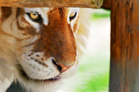 Framed Golden Tiger The Male Golden Tiger Was Lurking Unde Flickr