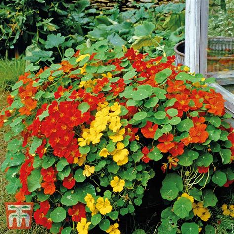 Nasturtium Alaska Mixed Seeds The Veggie Gardener