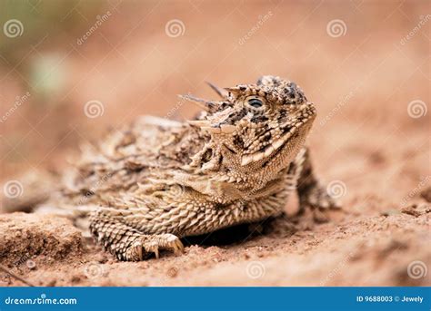 Horned Toad Stock Photos - Image: 9688003