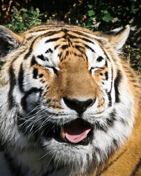 Tiger Smile | Tiger, Smile photo, Animals