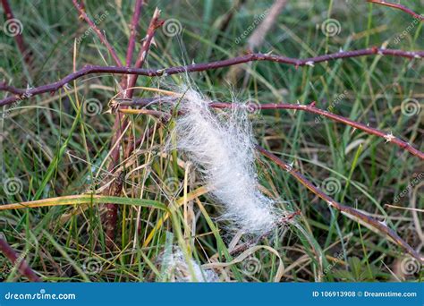 Shed Patch Of Deer Fur Stock Photo Image Of Frozen 106913908