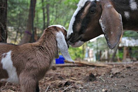 Baby Nubian Goat Newborn Pictures Of Baby And Mom