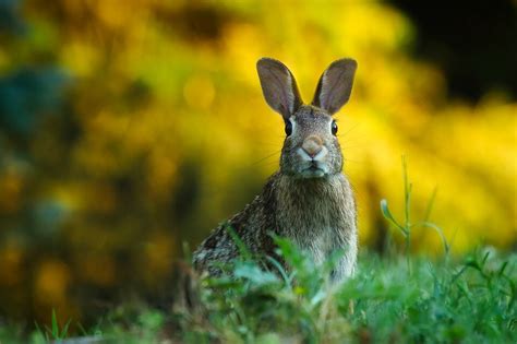 Curiosidades Sobre Los Conejos Que Ni Te Imaginabas