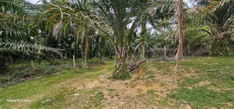 Agricultural Land For Sale Acre S Tronoh Perak Mudah My