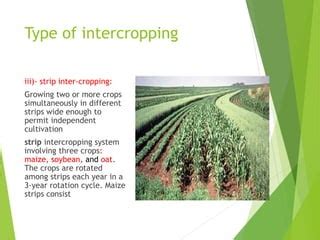mix cropping  injjcjfifififter croppingppt
