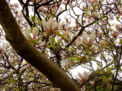 Magnolias By Blackbirdrose On Deviantart