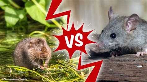 The Differences Between Voles and Mice – Nature Blog Network