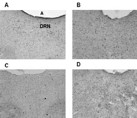 Mean Sem Number Of Fos Immunoreactive Cells In The Dorsal Raphe