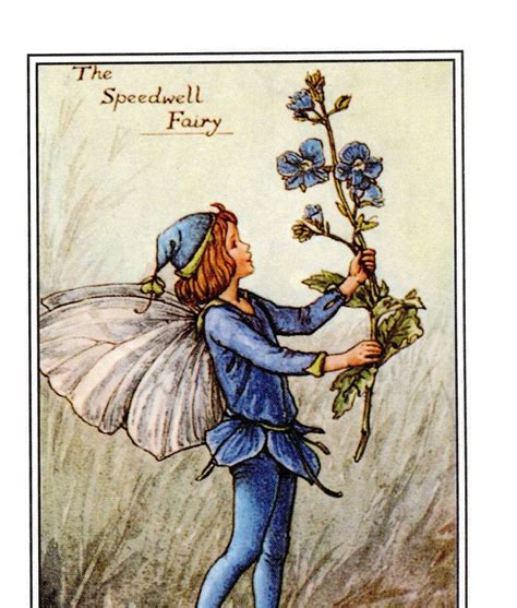 Flower Fairies Of The Spring Cicely Mary Barker Speedwell Fairy And Lords