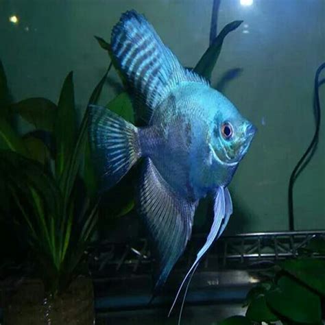 X1 Bicolor Blue Angel Fish Med 2 3 Fresh Water Only