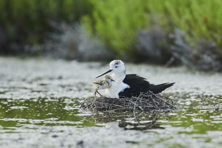 Blackwinged Stilt Himantopus Himantopus Breeding Nest Editorial Stock Photo - Stock Image ...