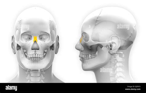 Human Nose Bone Anatomy