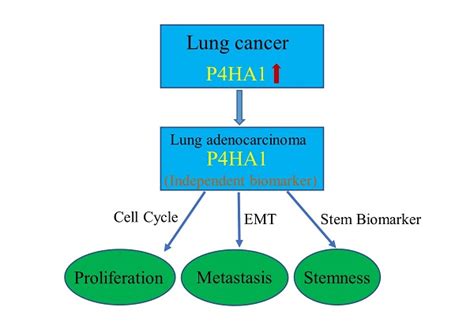 Overexpression Of P Ha Associates With Poor Prognosis And Promotes