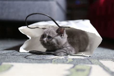 Gatinho Que Esconde Sob Uma Toalha Cara Bonito Foto De Stock Imagem