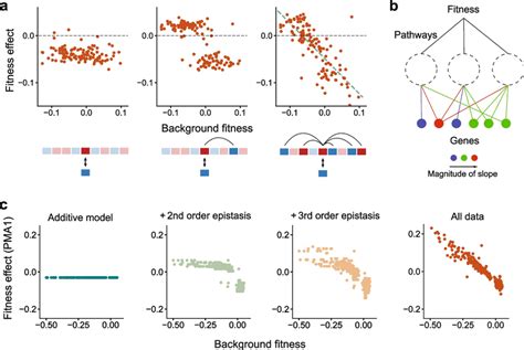 Statistical Models Of Epistasis A The Fitness Effects Of Three Example