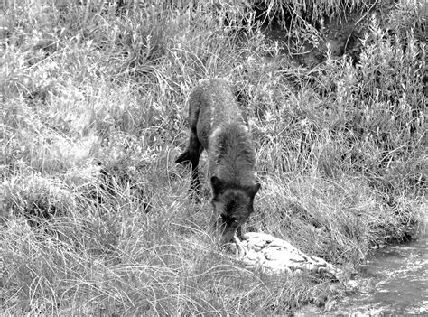 Starving Wolf Yellowstone National Park Eve Taraborrelli Flickr