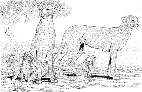 Free Cheetah Coloring Pages