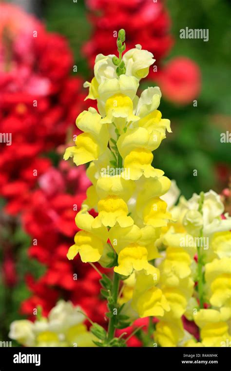 Snapdragon Plants Garden Hi Res Stock Photography And Images Alamy