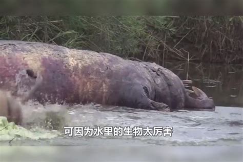 雄狮正在吃肉，不料一道“黑影”猛蹿而出，狮子秒被“开膛破肚”黑影狮子雄狮