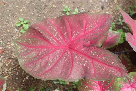 Flora Of Sri Lanka